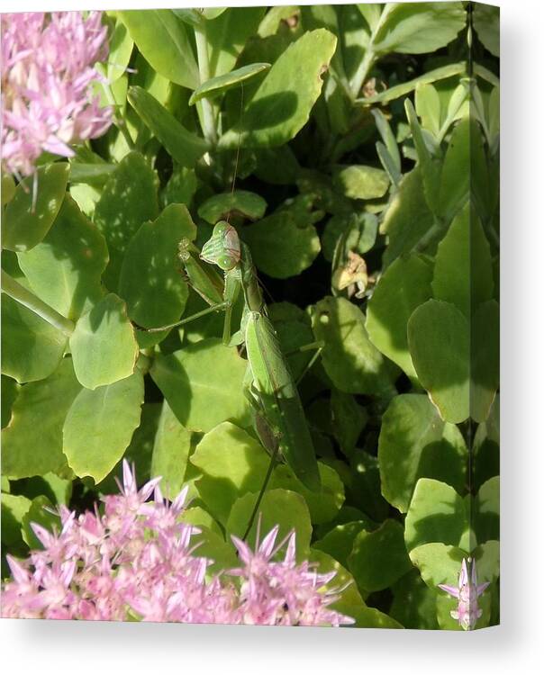 Mantis Canvas Print featuring the photograph A Predator Lurks by Christopher Reed