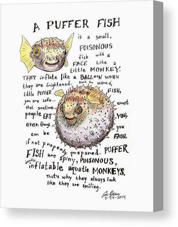 Puffer Fish Canvas Print featuring the drawing A Puffer Fish by Eric Haines