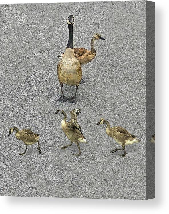 Geese Family Canvas Print featuring the photograph A Sunday Portrait by Edward Shmunes