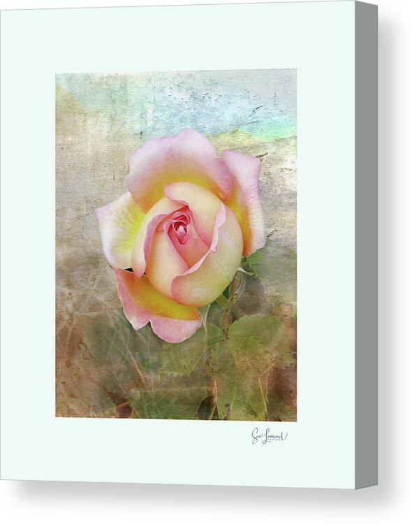Abstract Canvas Print featuring the photograph Beautiful Rose by Sue Leonard