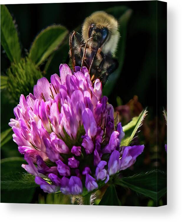 Bee Canvas Print featuring the photograph Bumblebee on clover by Brian Shoemaker