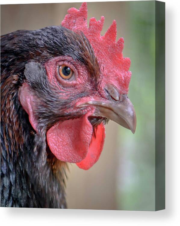 Chicken Canvas Print featuring the photograph Chicken Portrait by Debra Kewley