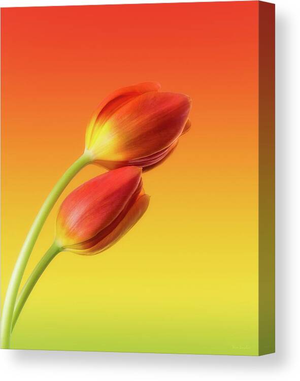Tulips Canvas Print featuring the photograph Colorful Tulips by Wim Lanclus