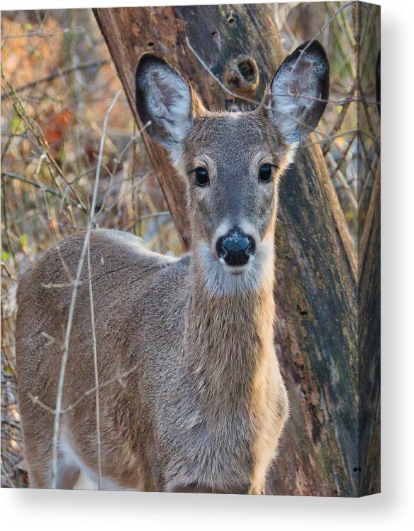 Nature Canvas Print featuring the photograph Deer in the Headlights by Judy Cuddehe