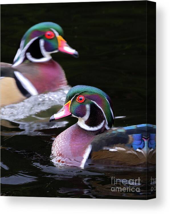 Ducks Canvas Print featuring the photograph Drakes Passage by Chris Scroggins