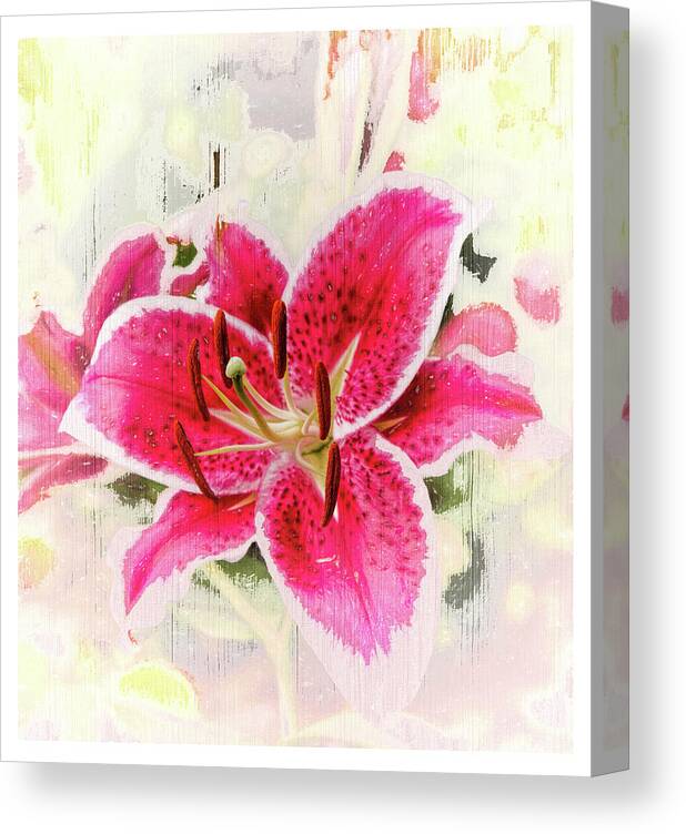 Lily Canvas Print featuring the photograph Gazing at a Stargazer Lily by Ola Allen