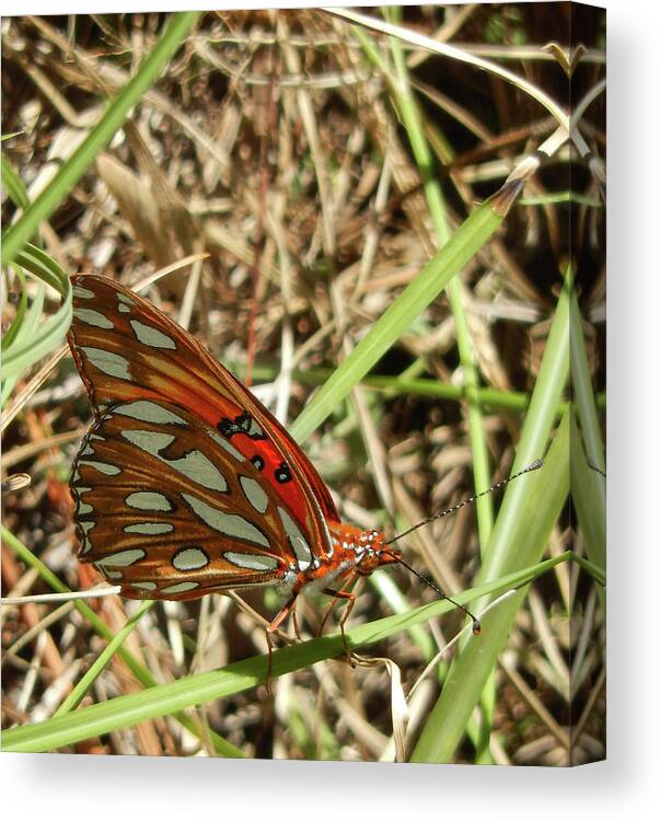 Butterfly Canvas Print featuring the photograph Gulf Fritillary Butterfly by Phil And Karen Rispin