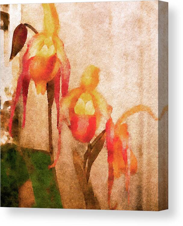 Lady Slipper Orchids Canvas Print featuring the digital art Lady Slipper Orchids by Susan Maxwell Schmidt