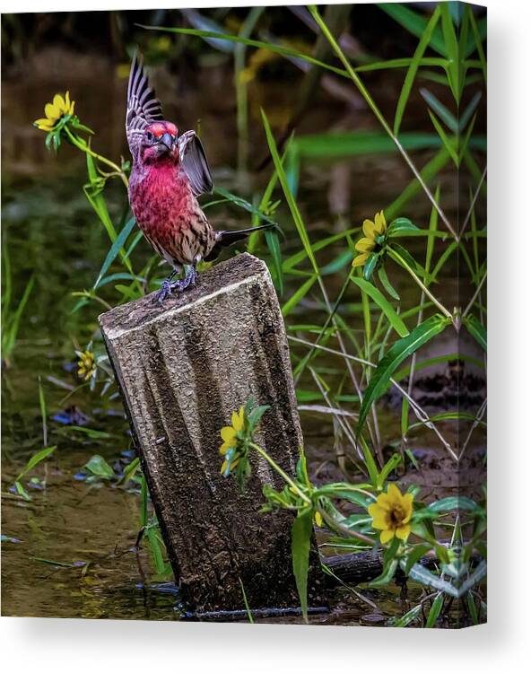 Finch Canvas Print featuring the photograph Lets Dance by Brian Shoemaker