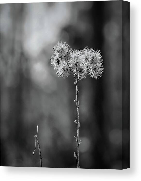 Monochrome Canvas Print featuring the photograph Looking Up by Randall Allen
