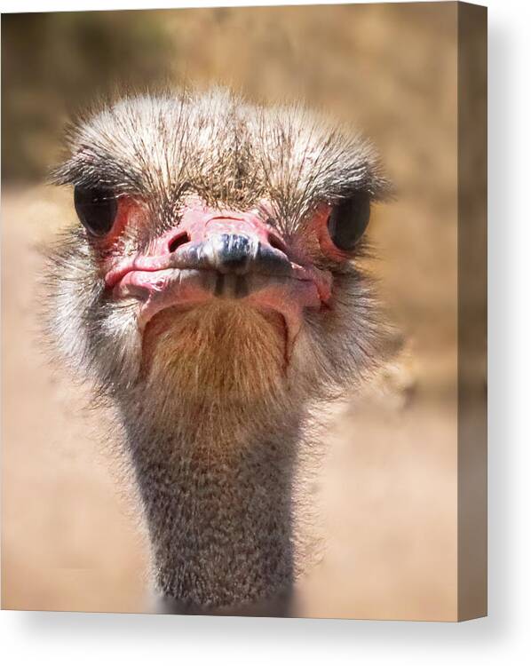 Ostrich Canvas Print featuring the photograph Ostrich Staredown by Laura Putman