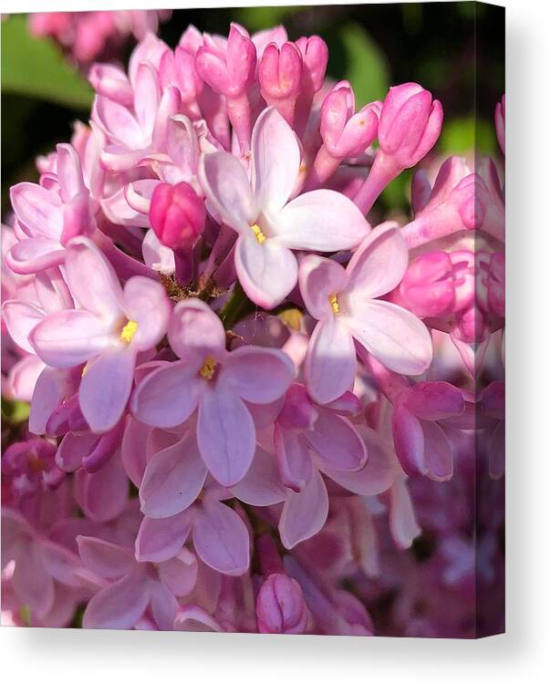 Lilacs Canvas Print featuring the photograph Pink Lilacs by Deahn Benware