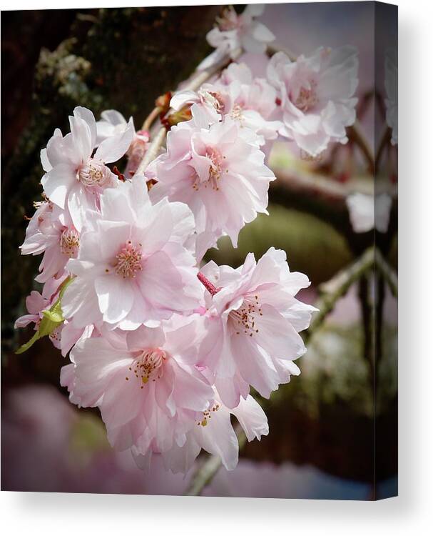 Delicate Canvas Print featuring the photograph Pretty in Pink II by Joy Buckels