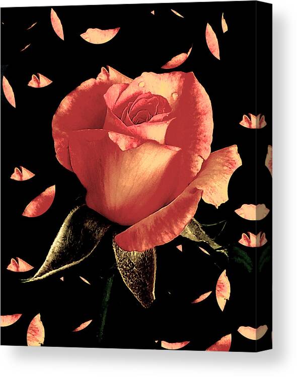 Rose Canvas Print featuring the photograph Rose Petals by Dani McEvoy