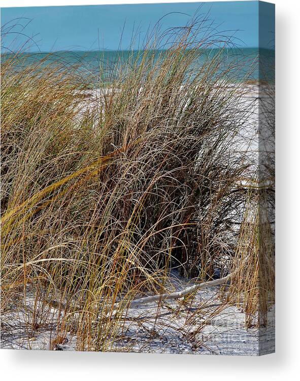 Sea Oats Canvas Print featuring the photograph Sea Oats at Honeymoon Island State Park by L Bosco