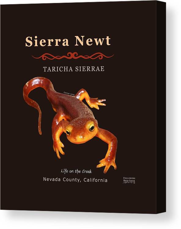 Sierra Newt Canvas Print featuring the digital art Sierra Newt Taricha Sierrae by Lisa Redfern