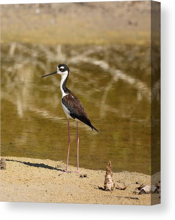 Black-necked Stilt Canvas Print featuring the photograph Black-Necked Stilt by Mingming Jiang