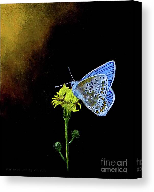 Butterfly Canvas Print featuring the painting Silver Studded Blue by Gordon Palmer
