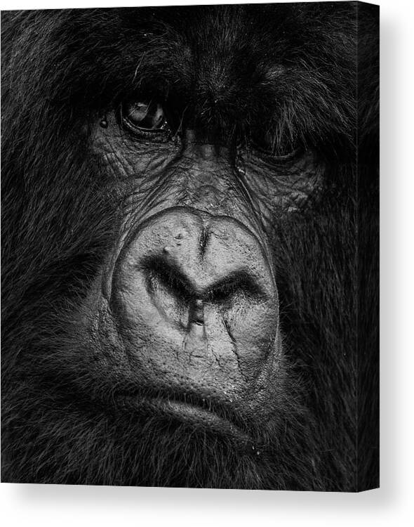 Mountain Gorilla Canvas Print featuring the photograph Silverback Glare by Max Waugh