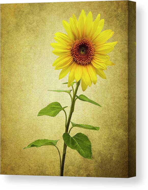 Photograph Canvas Print featuring the photograph Sun Flower by Reynaldo Williams