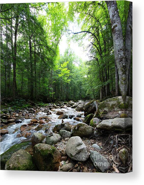 The Light In The Forest Canvas Print featuring the photograph The Light in the Forest by Michelle Constantine