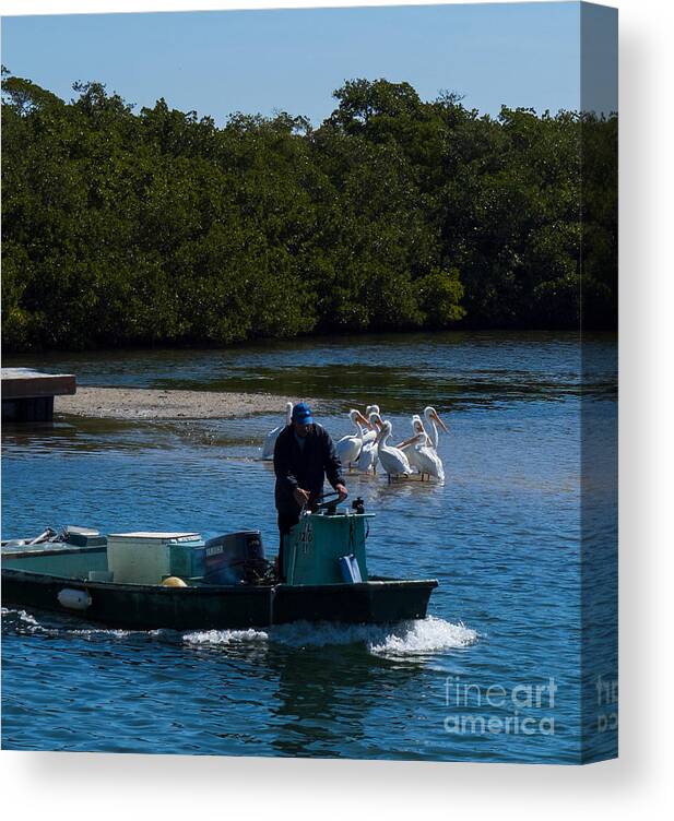 Waterman Canvas Print featuring the photograph Waterman and White Pelicans at the Cortez Dock by L Bosco