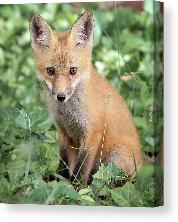 Fox Canvas Print featuring the photograph What's up by Stacy Abbott