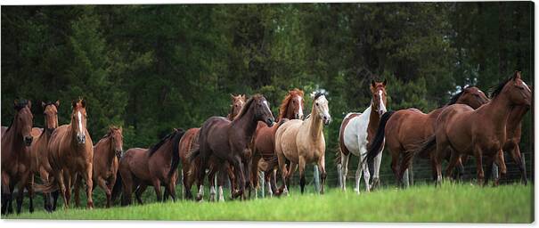 Horses Canvas Print featuring the photograph The Herd #2 by Ryan Courson
