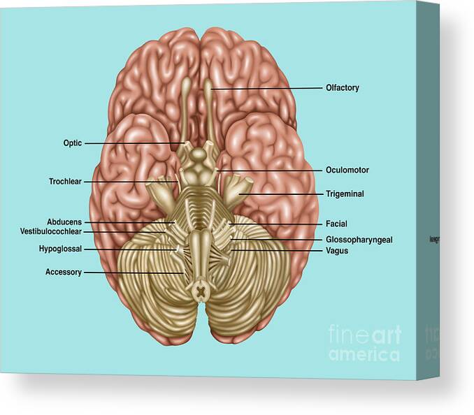 Brain Anatomy Inferior View Canvas Print