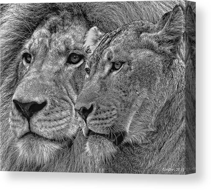 Lion King And Queen Canvas Print Canvas Art By Larry Linton