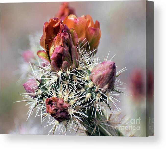 Photography Canvas Print featuring the photograph Sonoran Beauty by Charleen Martin