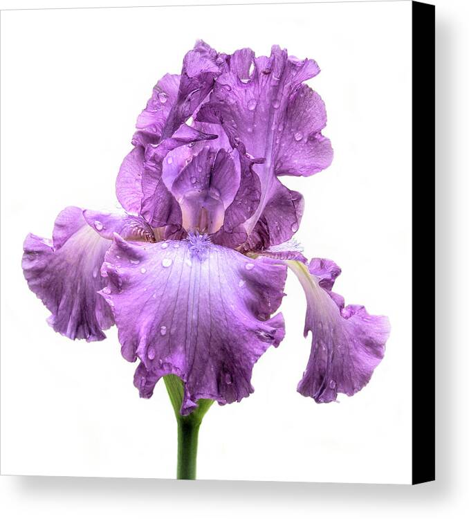 Purple Iris After The Rain Canvas Print / Canvas Art by David and Carol ...