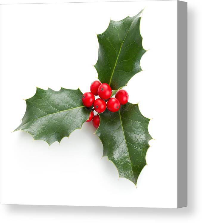 holly-leaves-and-berries-gojak-canvas-print.jpg