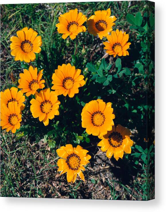 Film Canvas Print featuring the photograph Orange Daisies--Film Image by Matthew Bamberg