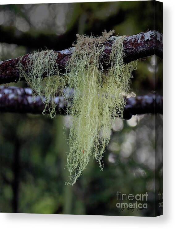 Moss Canvas Print featuring the photograph Spanish Moss-Signed-#9513 by J L Woody Wooden