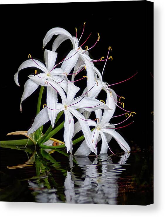 Swamp Lily Canvas Print featuring the photograph Swamp Lily by Bill Chambers