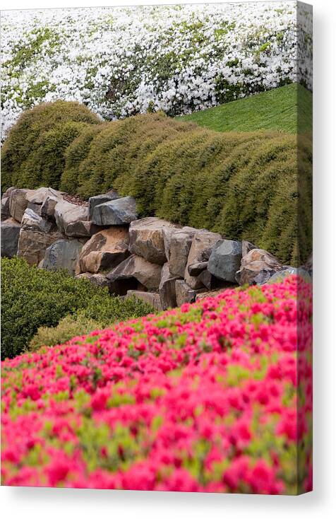 Greensboro Canvas Print featuring the photograph Azaleas by Dan Carmichael