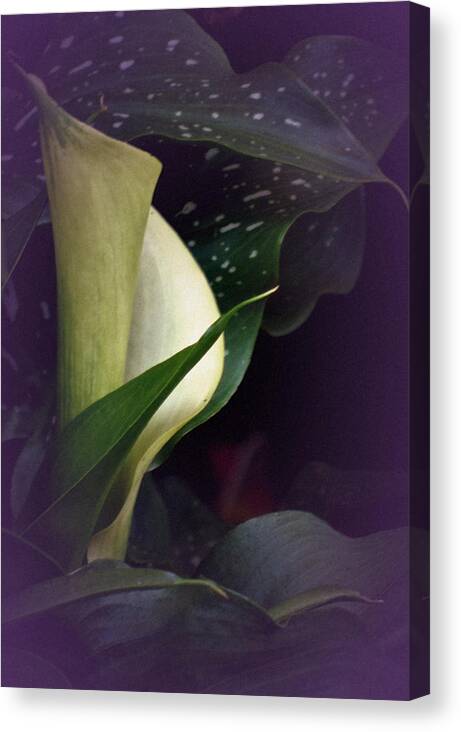 Calla Lily Canvas Print featuring the photograph Calla Study No. 4 by Richard Cummings