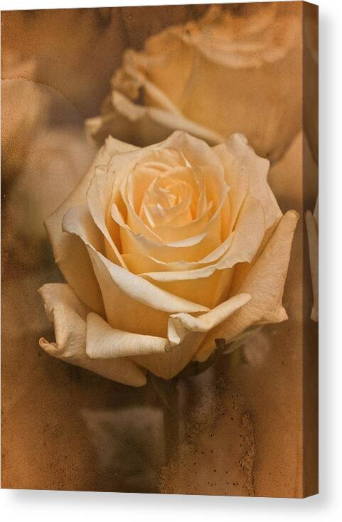 Rose Canvas Print featuring the photograph Vintage March Rose by Richard Cummings