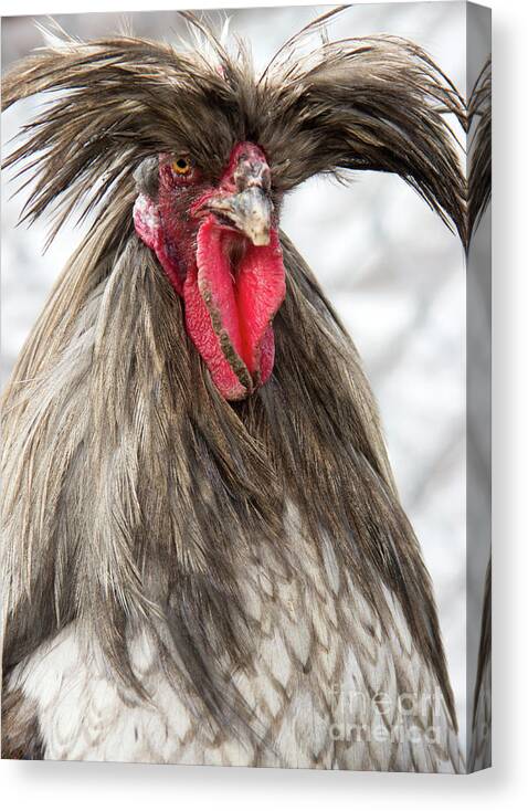 Polish Canvas Print featuring the photograph Polish Rooster by Jeannette Hunt