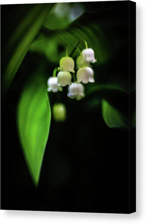 Lily Of The Valley Canvas Print featuring the photograph Shade Blossoms by Pamela Taylor