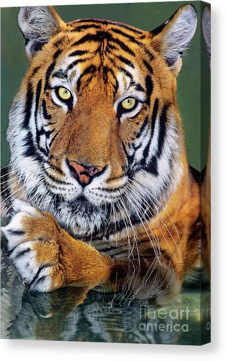 Bengal Tiger Canvas Print featuring the photograph Bengal Tiger Portrait Endangered Species Wildlife Rescue by Dave Welling
