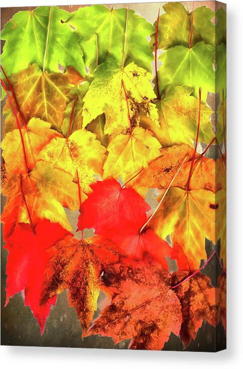Autumn Canvas Print featuring the photograph From Summer to Fall by Dan Carmichael