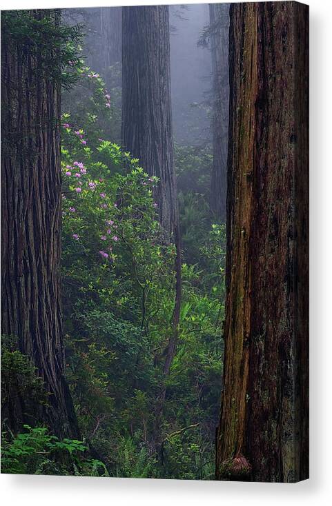 Trees Canvas Print featuring the photograph Just a Peek by Chuck Jason