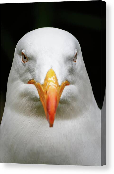Grey Canvas Print featuring the photograph White pacific seagull head portrait by Rick Deacon