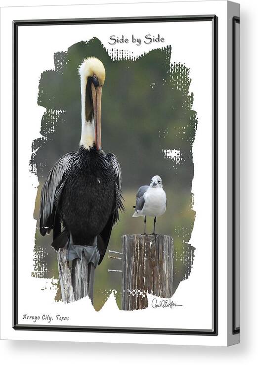 Pelican Canvas Print featuring the photograph Side by Side #2 by Carol Erikson