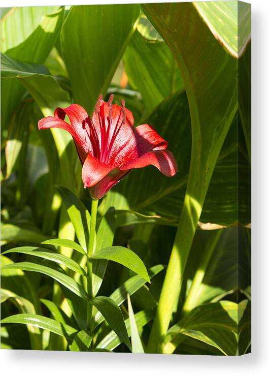 Asian Daylilies Canvas Print featuring the photograph Asian Daylilies by M Three Photos