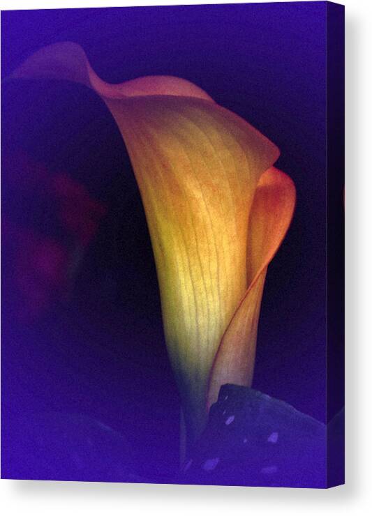 Calla Lily Canvas Print featuring the photograph Calla Study No. 3 by Richard Cummings