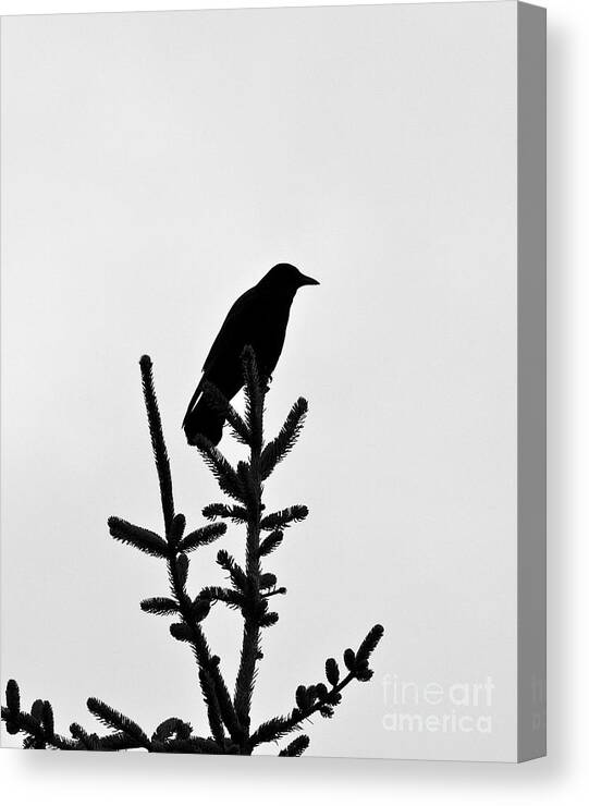Wildlife Canvas Print featuring the photograph Gateway Keeper by Meaghan Grant