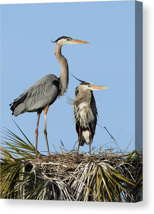 Ardea Herodias Canvas Print featuring the photograph Great Blue Heron Couple II by Dawn Currie